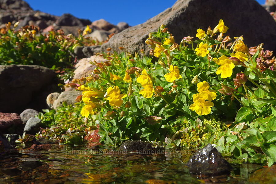 Tiling's monkeyflower (Erythranthe tilingii (Mimulus tilingii)) [east of Broken Top, Three Sisters Wilderness, Deschutes County, Oregon]