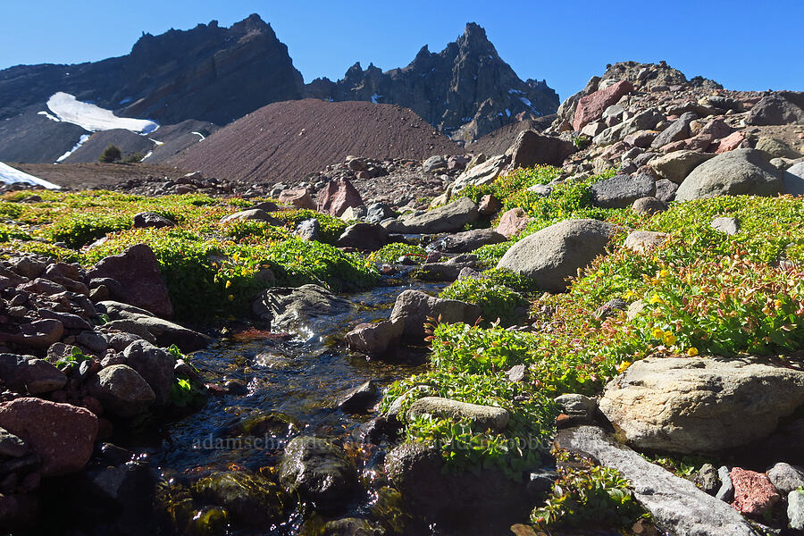 Tiling's monkeyflower & Broken Top (Erythranthe tilingii (Mimulus tilingii)) [east of Broken Top, Three Sisters Wilderness, Deschutes County, Oregon]