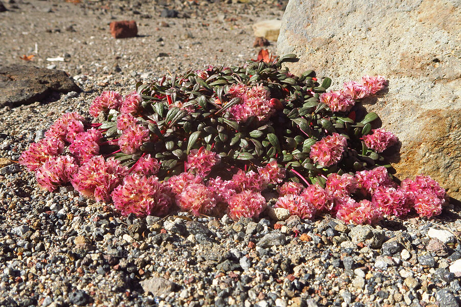 pussy-paws (Calyptridium umbellatum (Cistanthe umbellata)) [east of Broken Top, Three Sisters Wilderness, Deschutes County, Oregon]