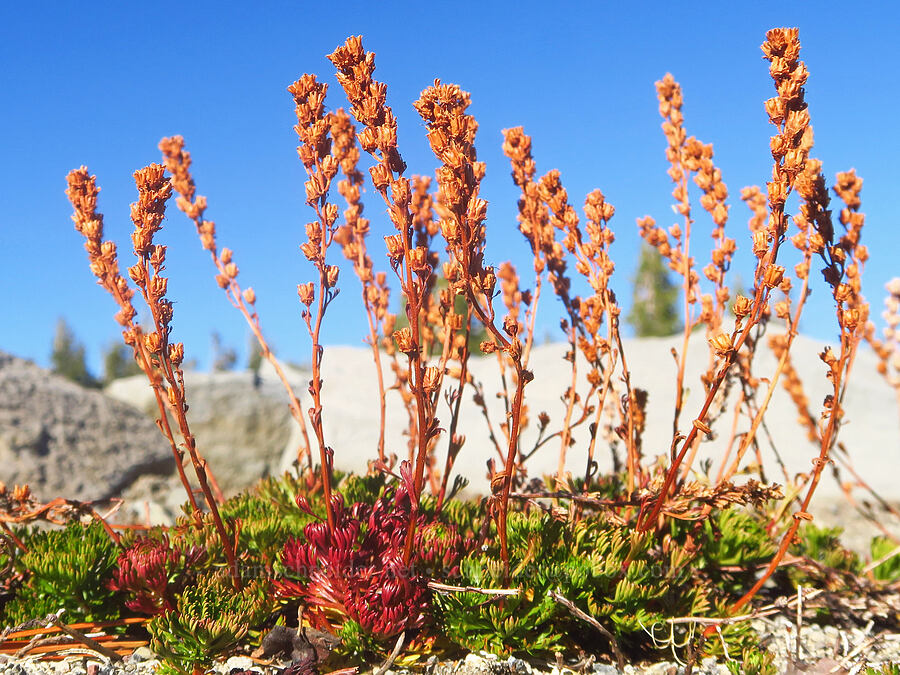 partridgefoot, gone to seed (Luetkea pectinata) [east of Broken Top, Three Sisters Wilderness, Deschutes County, Oregon]