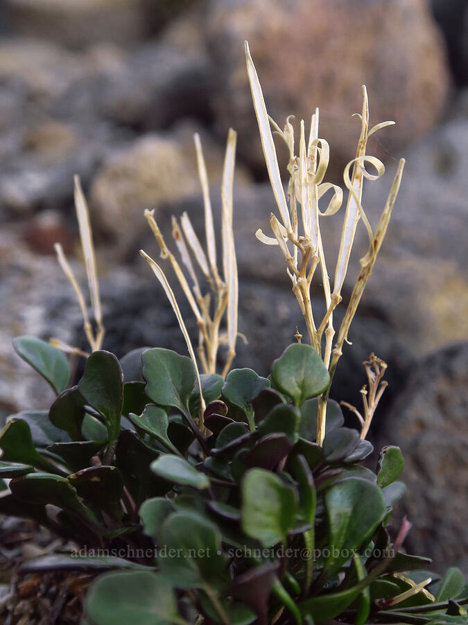 alpine bitter-cress, gone to seed (Cardamine bellidifolia ssp. bellidifolia (Cardamine bellidifolia var. pachyphylla)) [below Tam McArthur Rim, Three Sisters Wilderness, Deschutes County, Oregon]