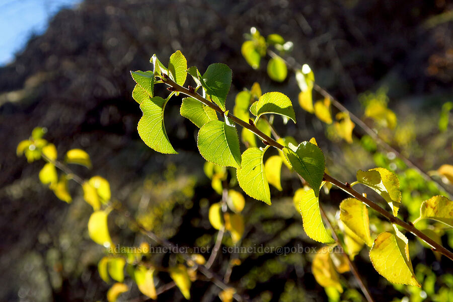 cherry leaves (Prunus sp.) [Columbia Hills State Park, Klickitat County,  County, Washington]