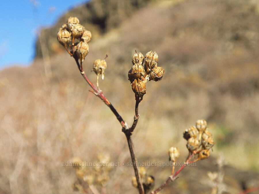 Lewis' mock-orange fruits (Philadelphus lewisii) [Columbia Hills State Park, Klickitat County, Washington]