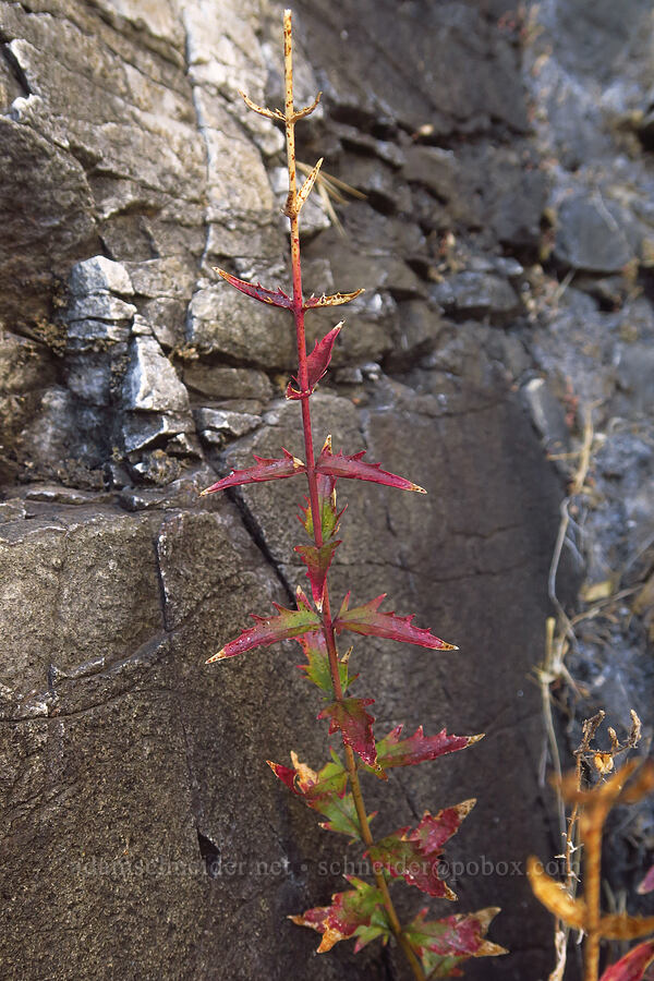 cut-leaf penstemon leaves (Penstemon richardsonii) [Columbia Hills State Park, Klickitat County, Washington]