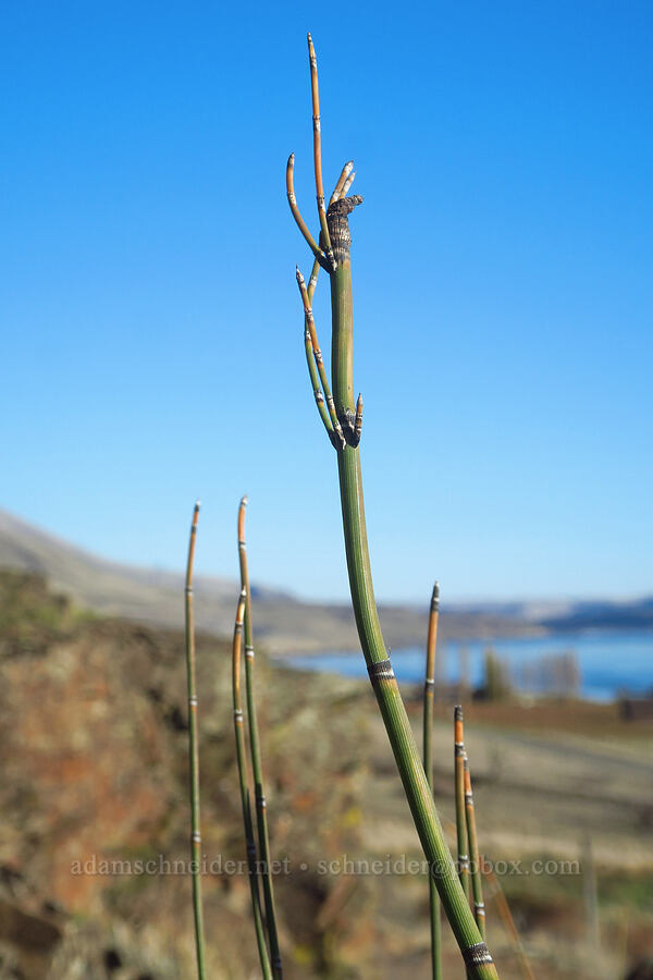 horsetail (Equisetum sp.) [Columbia Hills State Park, Klickitat County, Washington]