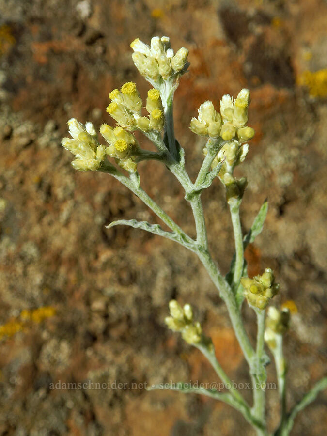 northwestern rabbit-tobacco (Pseudognaphalium thermale (Gnaphalium canescens ssp. thermale)) [Horsethief Butte, Klickitat County, Washington]