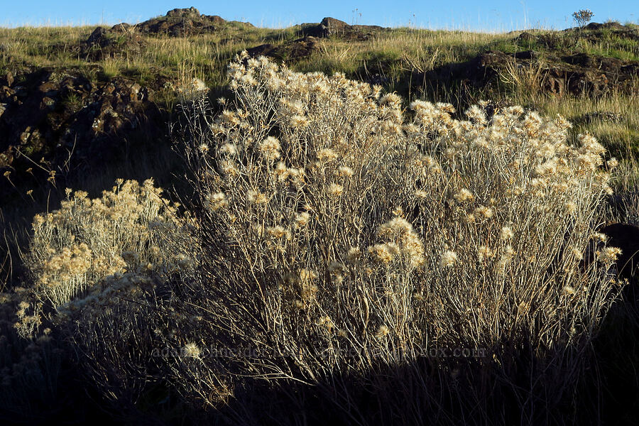 gray rabbitbrush, gone to seed (Ericameria nauseosa (Chrysothamnus nauseosus)) [Horsethief Butte, Klickitat County, Washington]