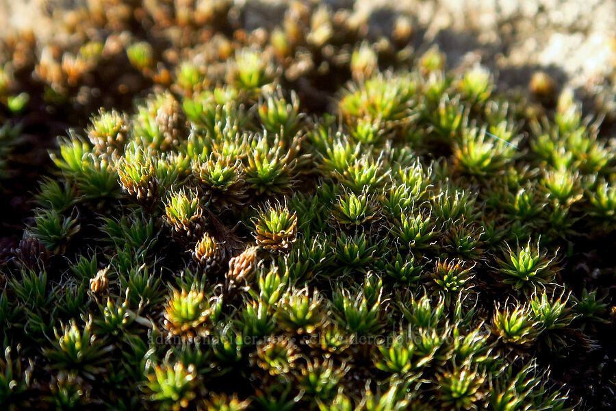 moss [Horsethief Butte, Klickitat County, Washington]