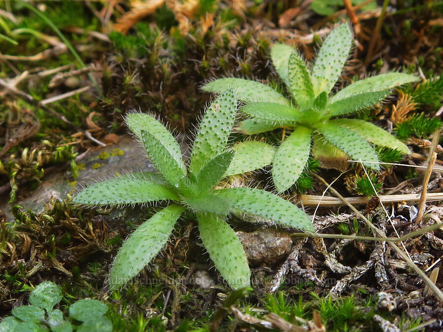 popcorn-flower leaves (Plagiobothrys tenellus) [Horsethief Butte, Klickitat County, Washington]