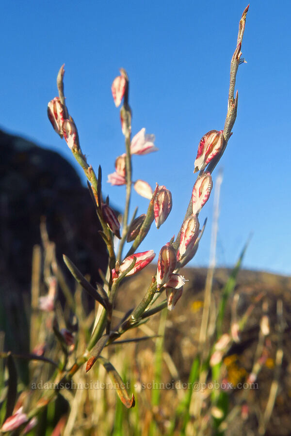 Douglas' knotweed (Polygonum douglasii) [Columbia Hills State Park, Klickitat County, Washington]