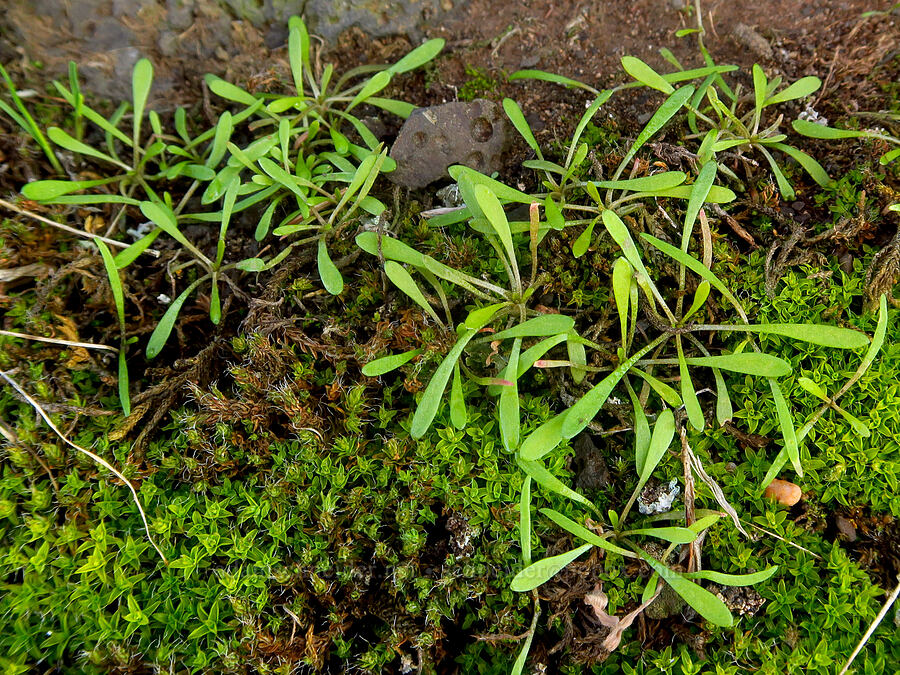miner's lettuce/spring-beauty leaves (Claytonia sp. (Montia sp.)) [Columbia Hills State Park, Klickitat County, Washington]