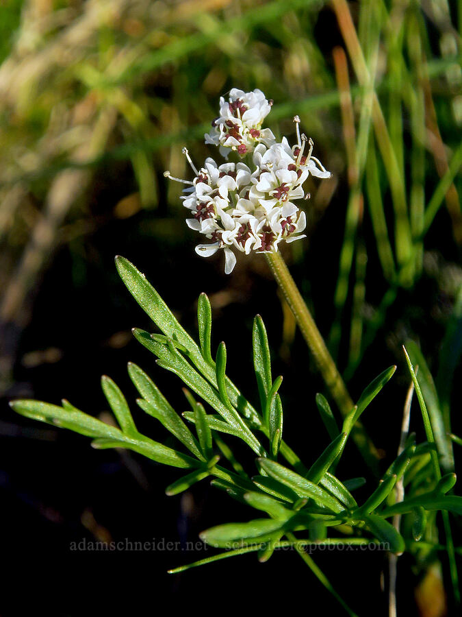 Gorman's desert parsley (salt-and-pepper) (Lomatium gormanii) [Columbia Hills State Park, Klickitat County, Washington]