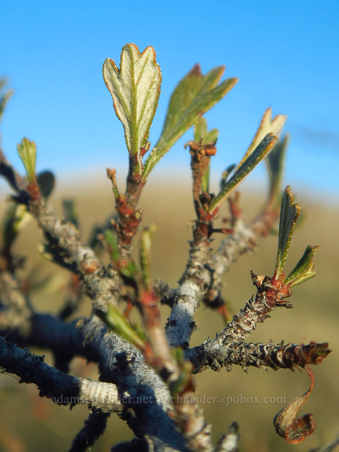 antelope bitter-brush leaves (Purshia tridentata) [Columbia Hills State Park, Klickitat County, Washington]