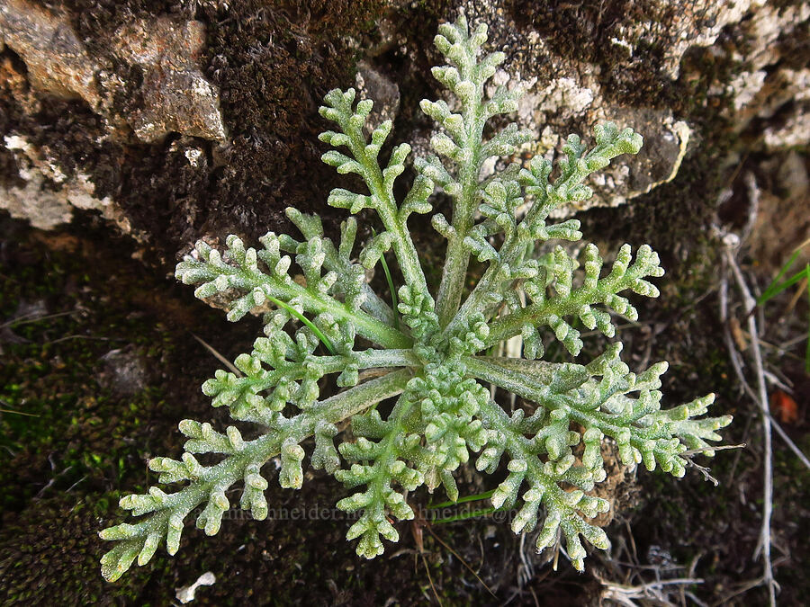 Douglas' pincushion leaves (Chaenactis douglasii) [Columbia Hills State Park, Klickitat County, Washington]