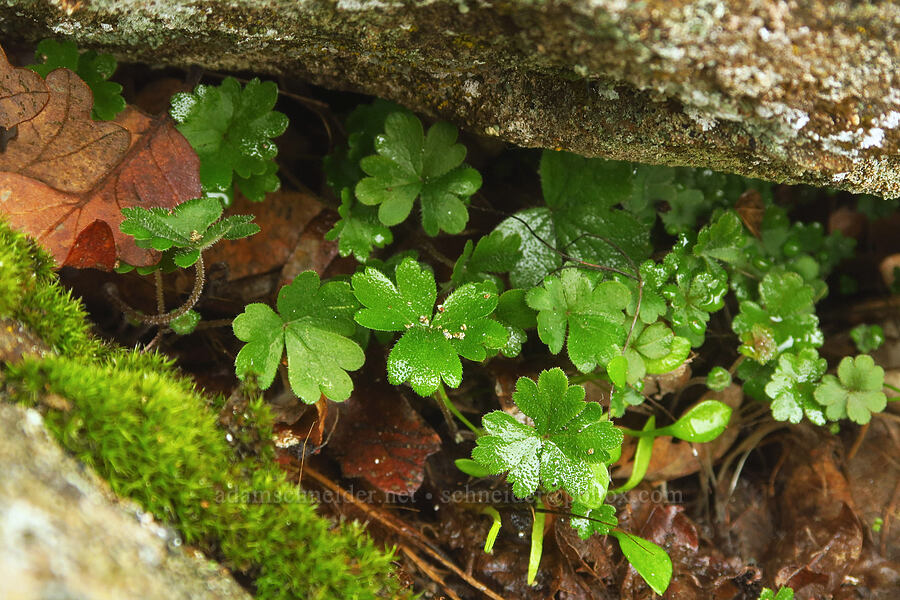 prairie star leaves (Lithophragma sp.) [Columbia Hills State Park, Klickitat County, Washington]