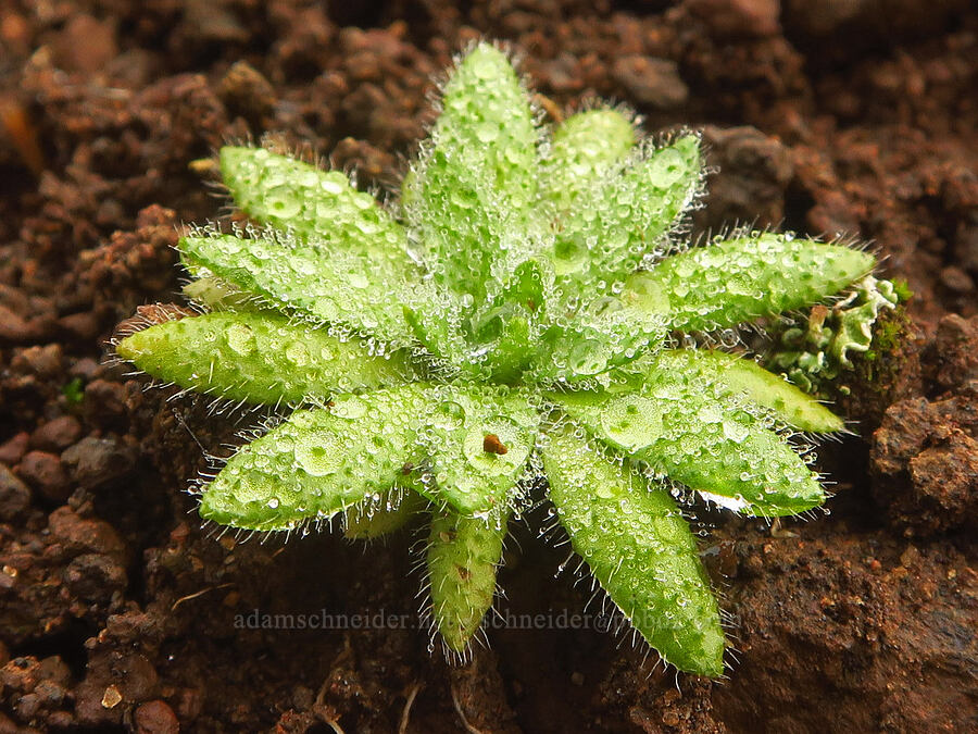 popcorn-flower leaves (Plagiobothrys tenellus) [Columbia Hills State Park, Klickitat County, Washington]
