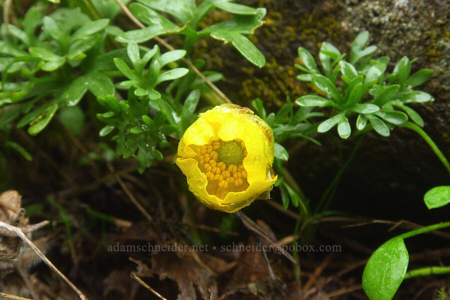 Dalles Mountain buttercup (Ranunculus triternatus (Ranunculus reconditus)) [Columbia Hills State Park, Klickitat County, Washington]