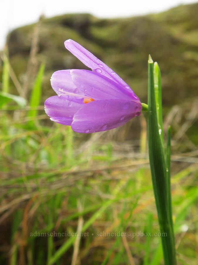 first grass-widow of the season (Olsynium douglasii) [The Labyrinth, Klickitat County, Washington]