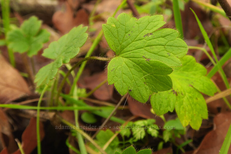 western buttercup leaves (Ranunculus occidentalis) [The Labyrinth, Klickitat County, Washington]