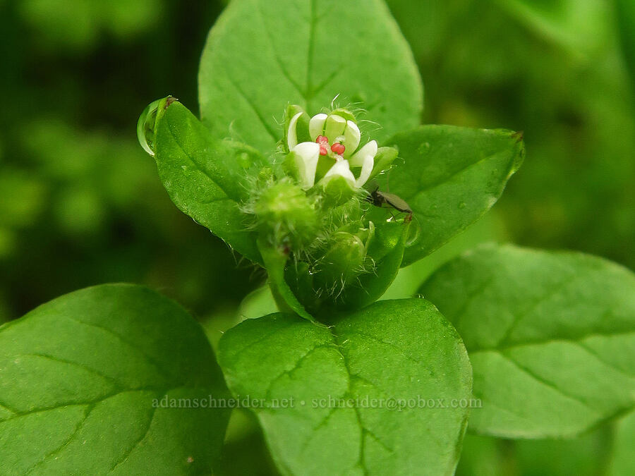 common chickweed (Stellaria media) [The Labyrinth, Klickitat County, Washington]