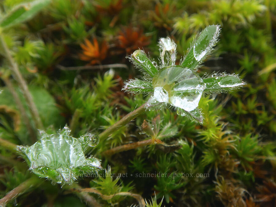 water on miniature lupine leaves (Lupinus bicolor (Lupinus micranthus var. bicolor)) [The Labyrinth, Klickitat County, Washington]
