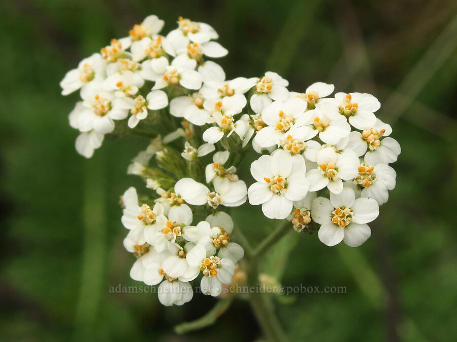 yarrow (Achillea millefolium) [The Labyrinth, Klickitat County, Washington]