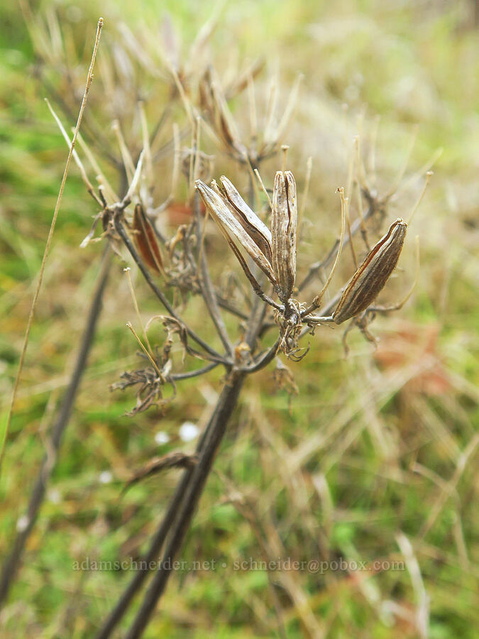 last year's Klickitat desert parsley (Lomatium klickitatense (Lomatium grayi)) [The Labyrinth, Klickitat County, Washington]