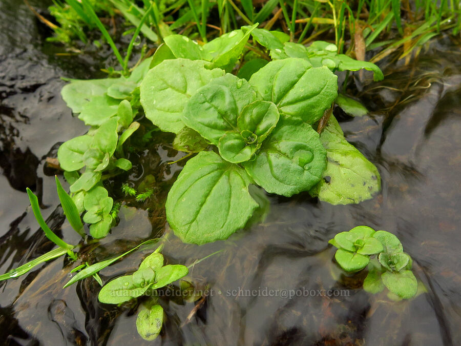 yellow monkeyflower leaves (Erythranthe guttata (Mimulus guttatus)) [The Labyrinth, Klickitat County, Washington]
