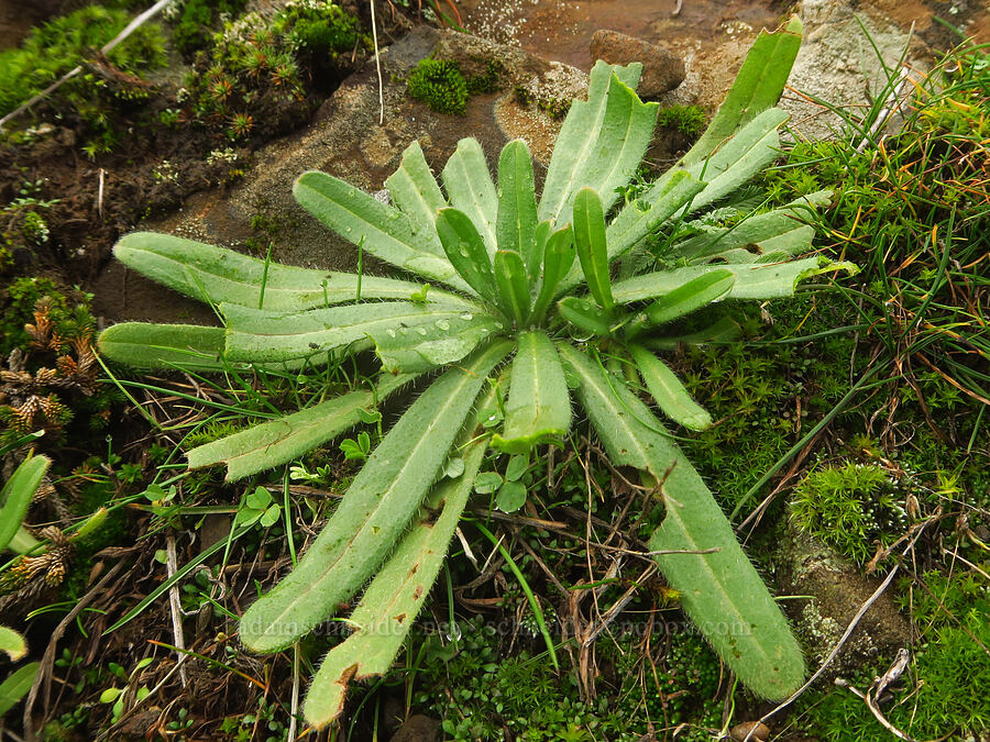 fiddleneck leaves (Amsinckia sp.) [The Labyrinth, Klickitat County, Washington]