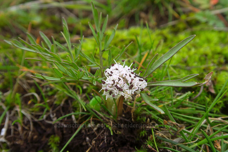 Gorman's desert parsley (salt-and-pepper) (Lomatium gormanii) [The Labyrinth, Klickitat County, Washington]