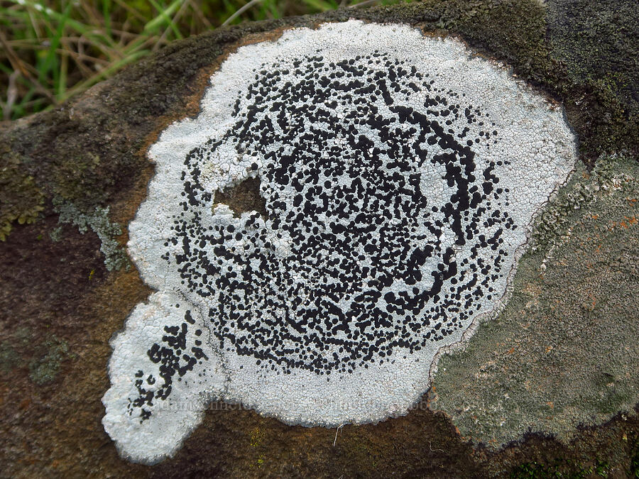 mosaic tile lichen (Lecidea tessellata) [The Labyrinth, Klickitat County, Washington]