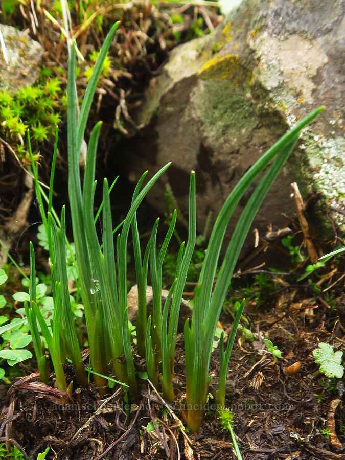 grass-widow leaves (Olsynium douglasii) [The Labyrinth, Klickitat County, Washington]