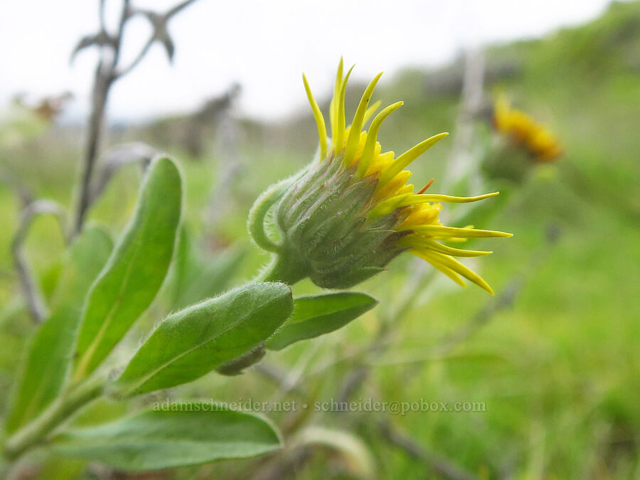 golden-aster (Heterotheca vespertina (Heterotheca villosa)) [Old Highway 8, Klickitat County, Washington]