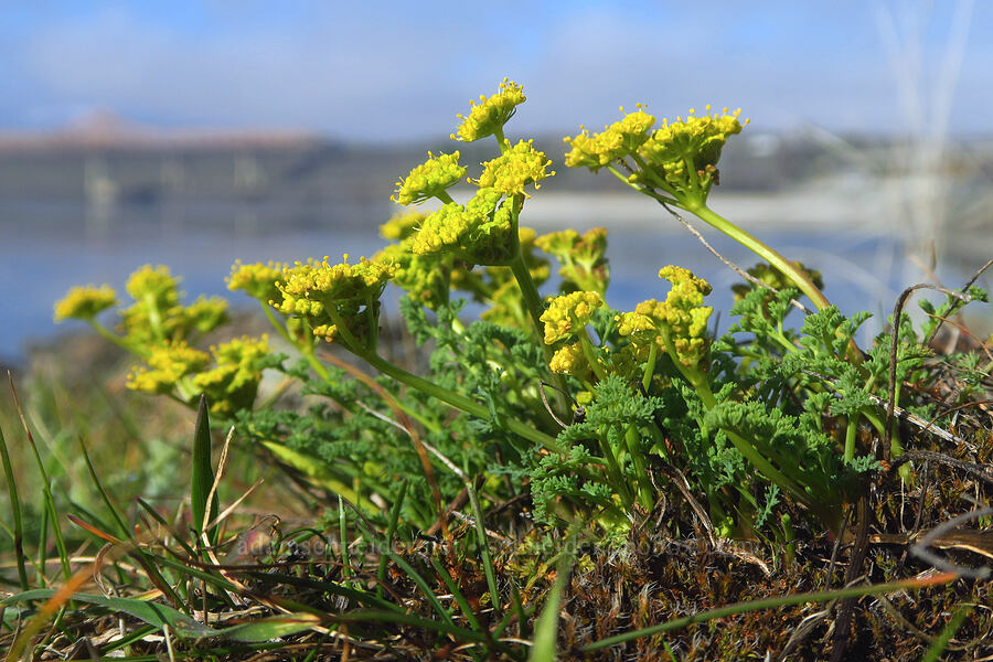 pungent desert parsley (Lomatium papilioniferum (Lomatium grayi)) [Seufert County Park, The Dalles, Wasco County, Oregon]