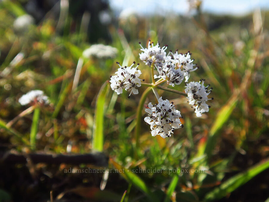 Gorman's desert parsley (salt-and-pepper) (Lomatium gormanii) [Seufert County Park, The Dalles, Wasco County, Oregon]