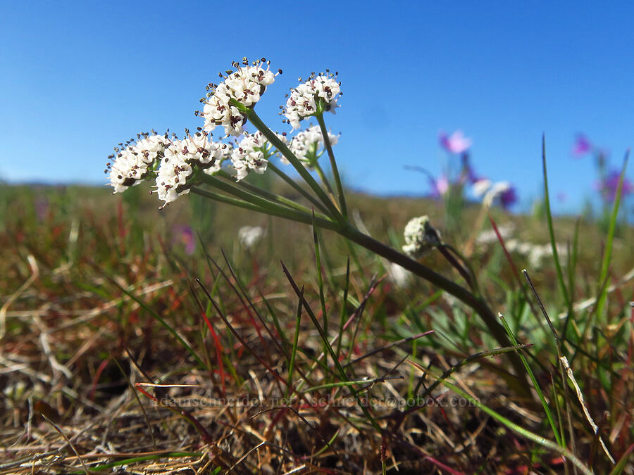 Piper's desert parsley (salt-and-pepper) (Lomatium piperi) [above Major Creek, Klickitat County, Washington]