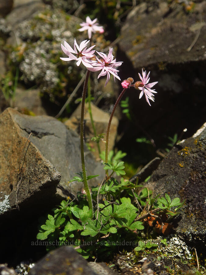 prairie stars (Lithophragma glabrum) [above Major Creek, Klickitat County, Washington]