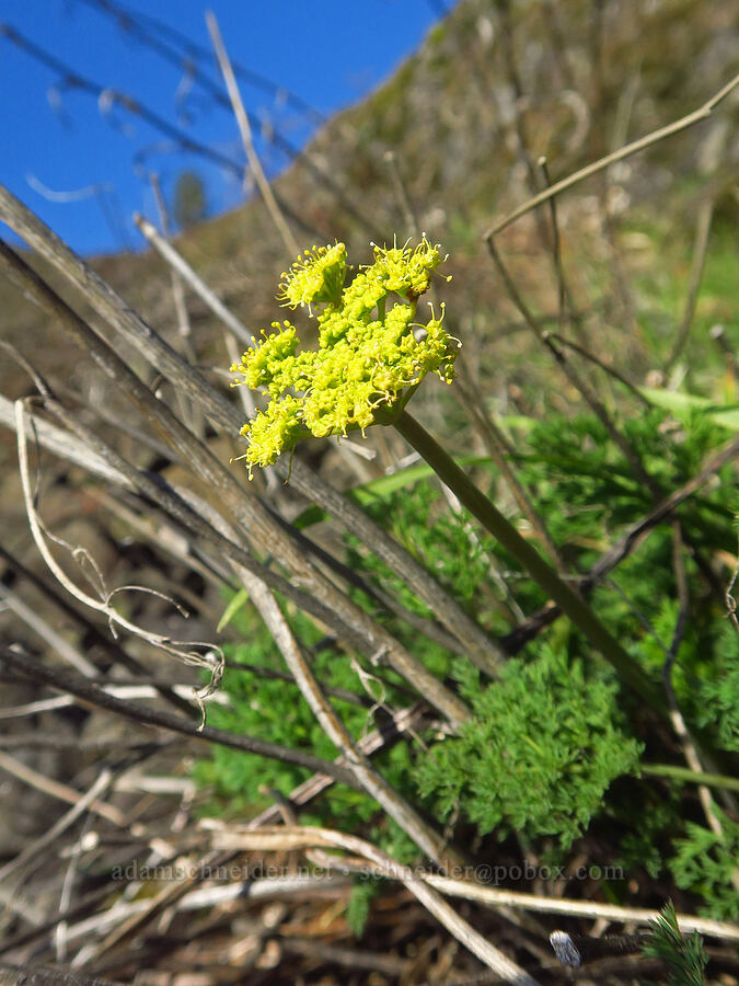 Klickitat desert parsley (Lomatium klickitatense (Lomatium grayi)) [Catherine Creek, Klickitat County, Washington]