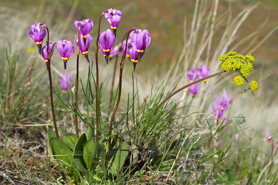 desert shooting-stars & nine-leaf desert parsley (Dodecatheon conjugens (Primula conjugens), Lomatium triternatum) [Starvation Lane, Cottonwood Canyon State Park, Sherman County, Oregon]