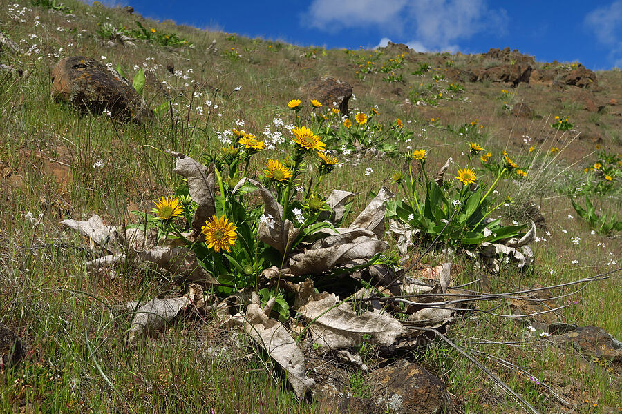 balsamroot & prairie stars (Balsamorhiza careyana, Lithophragma parviflorum) [Starvation Lane, Cottonwood Canyon State Park, Sherman County, Oregon]