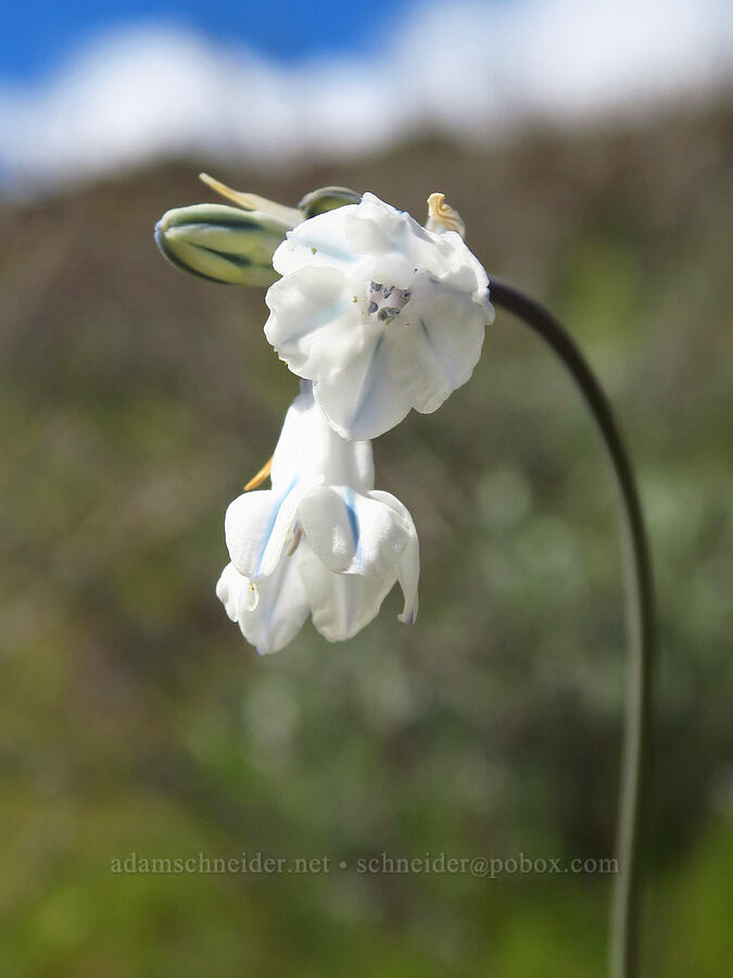bi-colored cluster lily (Triteleia grandiflora var. howellii (Brodiaea bicolor)) [Starvation Lane, Cottonwood Canyon State Park, Sherman County, Oregon]