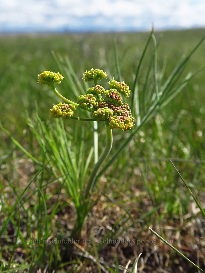 nine-leaf desert parsley (Lomatium triternatum) [Starvation Lane, Cottonwood Canyon State Park, Sherman County, Oregon]
