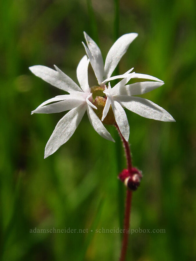 prairie star with 4 petals (Lithophragma glabrum) [Cottonwood Canyon State Park, Gilliam County, Oregon]