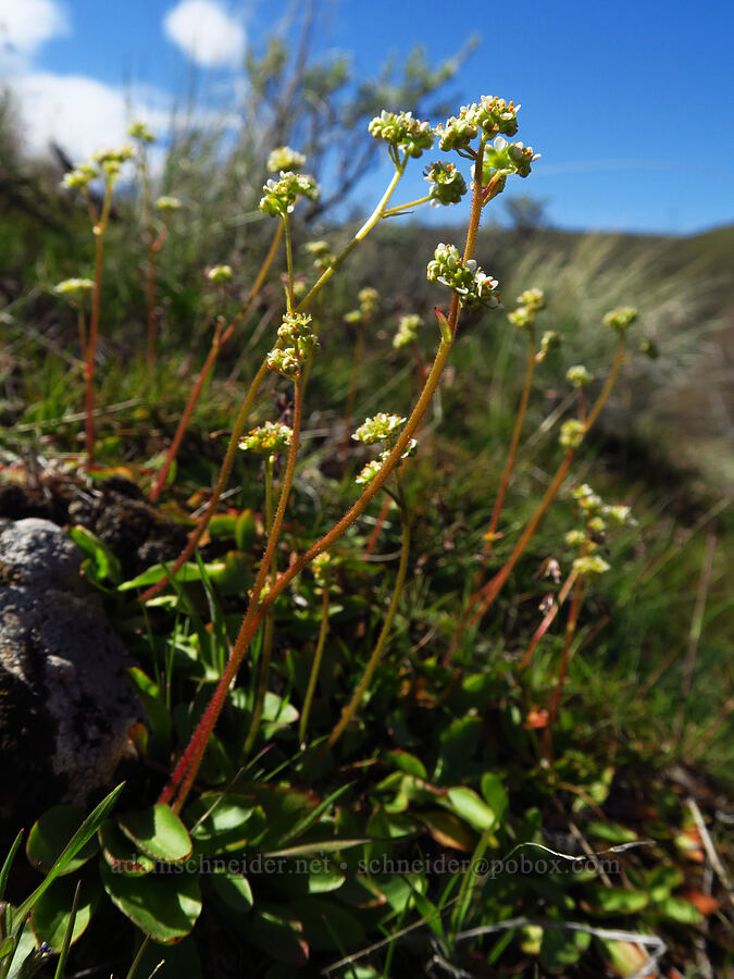 whole-leaf saxifrage (Micranthes integrifolia (Saxifraga integrifolia)) [Cottonwood Canyon State Park, Gilliam County, Oregon]