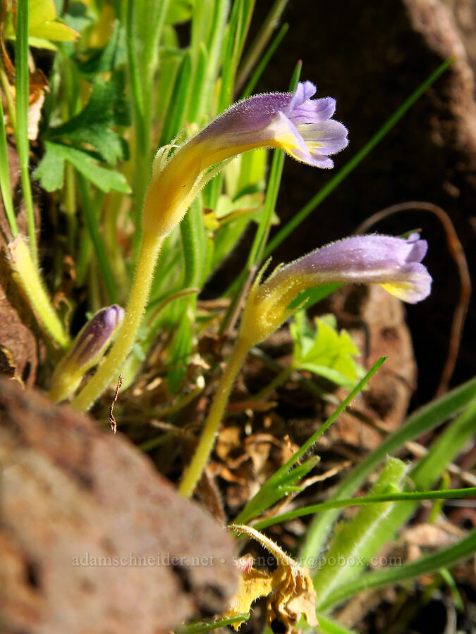 naked broomrape (Aphyllon purpureum (Orobanche uniflora)) [Cottonwood Canyon State Park, Gilliam County, Oregon]
