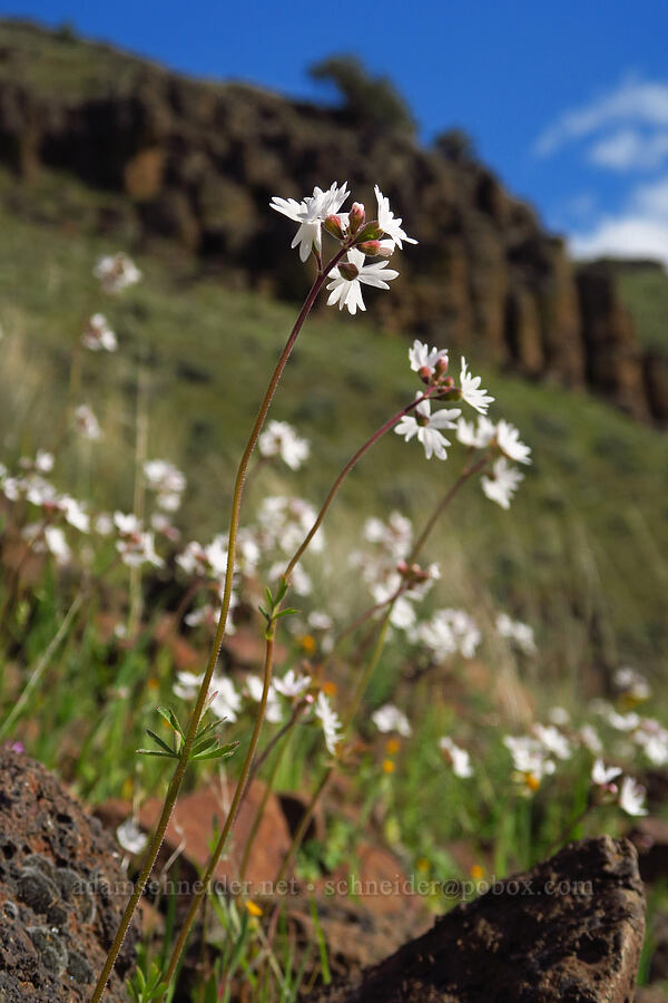 prairie stars (Lithophragma parviflorum) [Cottonwood Canyon State Park, Gilliam County, Oregon]