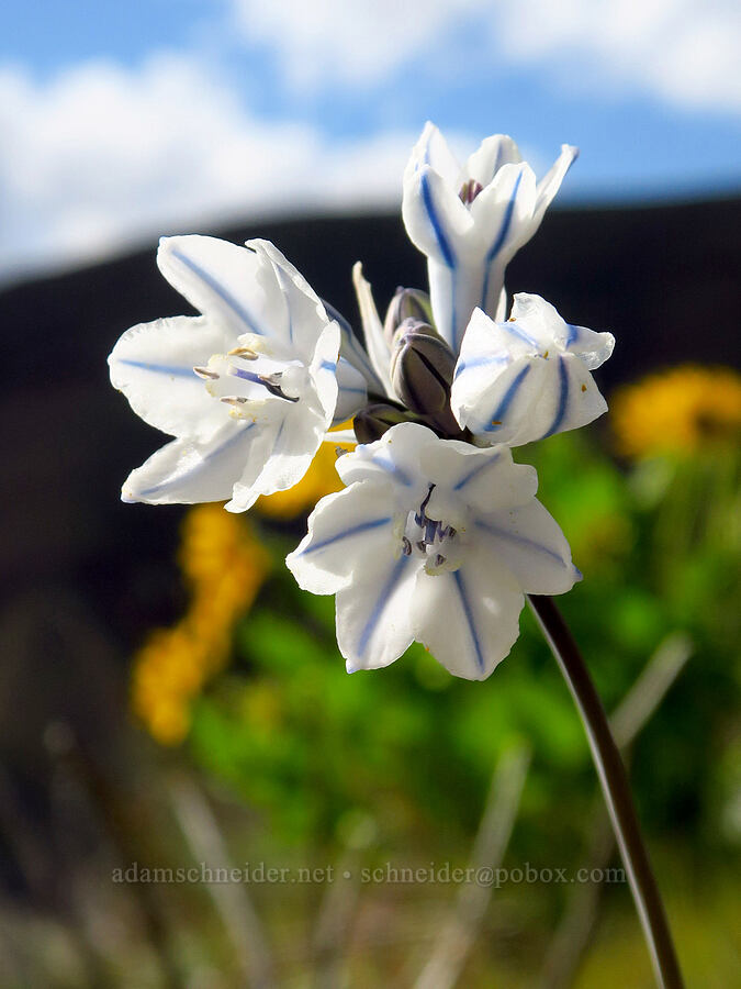 bi-colored cluster lily (Triteleia grandiflora var. howellii (Brodiaea bicolor)) [Cottonwood Canyon State Park, Gilliam County, Oregon]