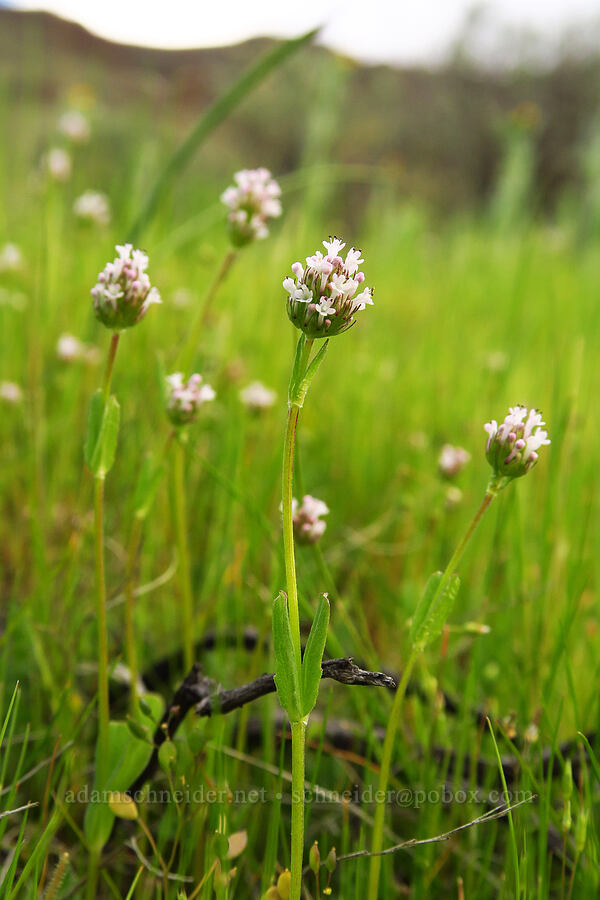 white plectritis (Plectritis macrocera) [Cottonwood Canyon State Park, Gilliam County, Oregon]