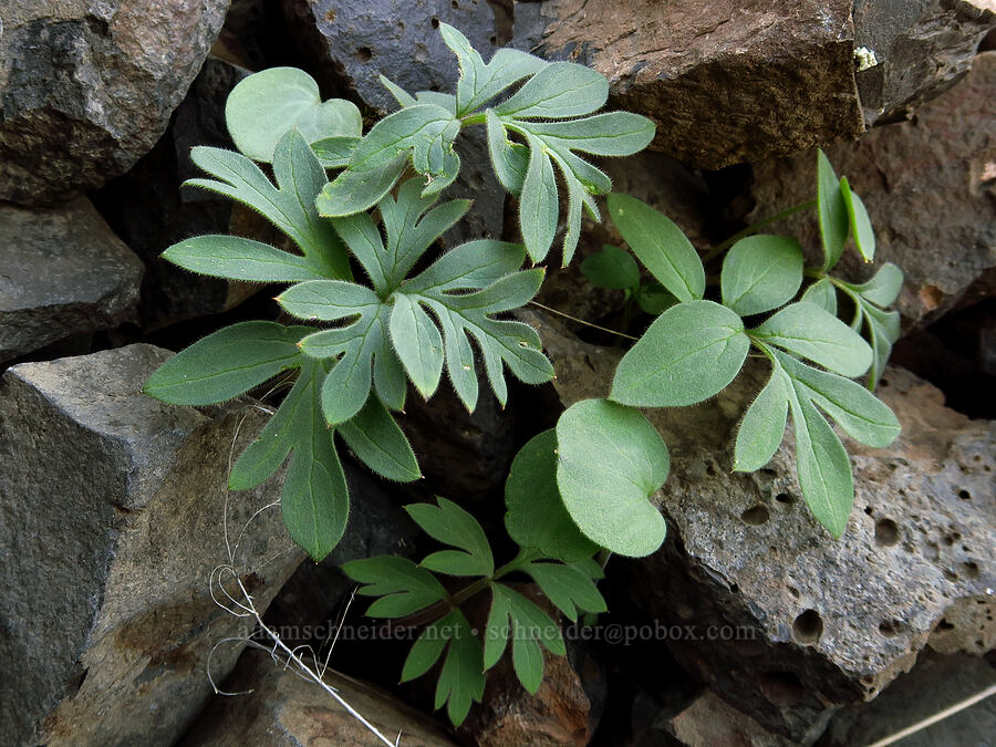 alpine ball-head waterleaf leaves & cotyledons (Hydrophyllum alpestre (Hydrophyllum capitatum var. alpinum)) [Cottonwood Canyon State Park, Gilliam County, Oregon]