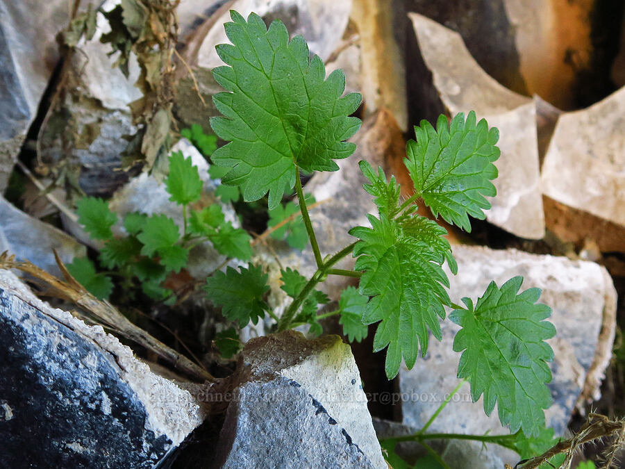 stinging nettle (Urtica gracilis (Urtica dioica ssp. gracilis)) [Cottonwood Canyon State Park, Gilliam County, Oregon]